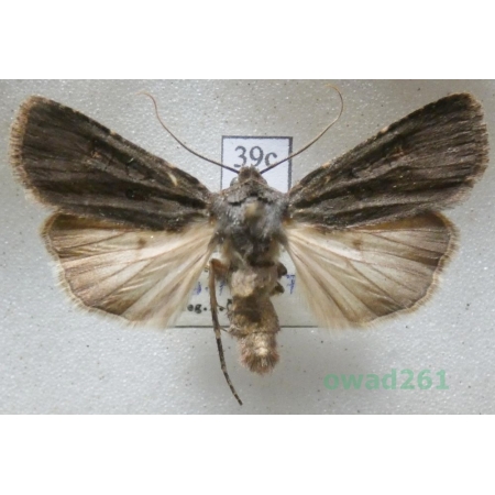 Euxoa nigricans (Linnaeus, 1761) Czech39c